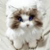 Metacat Companion Robot-003